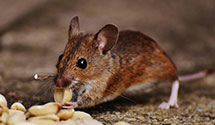 24 Hour & Emergency Exterminators in Medicine Lodge, KS